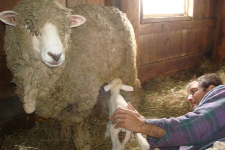 Newborn Mimicry: Persuading Farm Mothers to Adopt Orphans Image